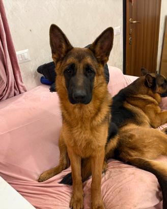 Ultima cucciola femmina con il pedigree