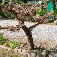Tronco/ albero decorativo