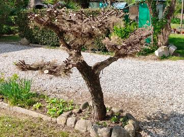 Tronco/ albero decorativo