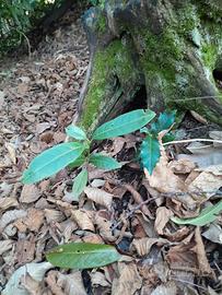 piantine di pungitopo