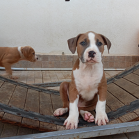 American Pitbull terrier