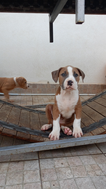 American Pitbull terrier
