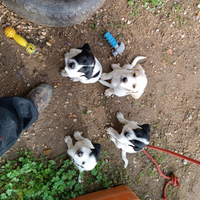 Cuccioli meticci senza casa,ADOTTATELI