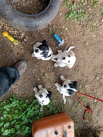 Cuccioli meticci senza casa,ADOTTATELI