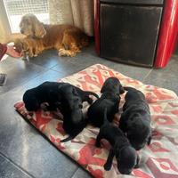Cuccioli di cocker spaniel disponibili