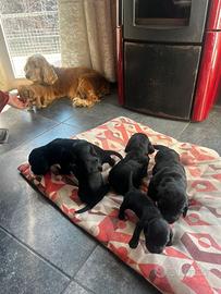 Cuccioli di cocker spaniel disponibili