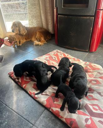 Cuccioli di cocker spaniel disponibili