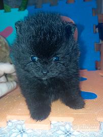 Pomerania teddy bear