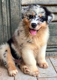 Cucciolo Pastore Australiano (Australian Shepherd)