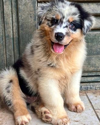 Cucciolo Pastore Australiano (Australian Shepherd)