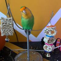 Inseparabile Roseicollis sano e vivace