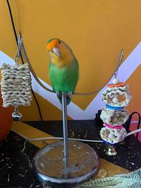 Inseparabile Roseicollis sano e vivace