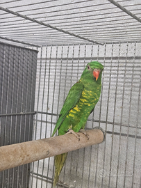 Lori petto a scaglie