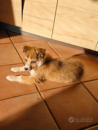 Cucciola Border Collie