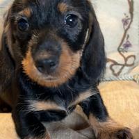 Cuccioli bassotti a pelo duro con pedigree