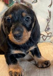 Cuccioli bassotti a pelo duro con pedigree