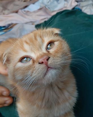 Gattini Scottish Fold