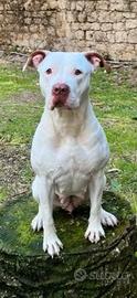 Cuccioli pitbull TOP
