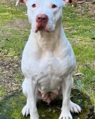 Cuccioli pitbull TOP