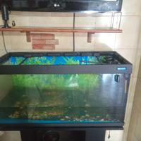 acquario 