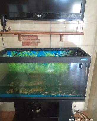 acquario 