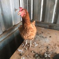 Galline belmonte mezzagno