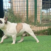 Bulldog francese cucciolo