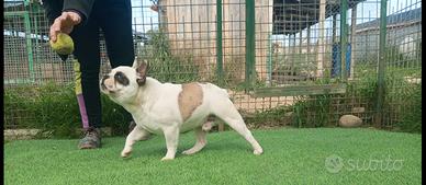 Bulldog francese cucciolo