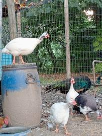 Faraone bianche femmine