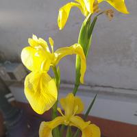 Iris acquatico