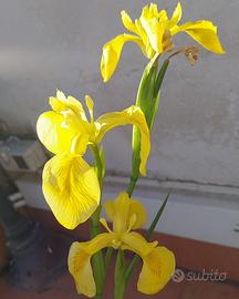 Iris acquatico