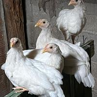 Galline e altro