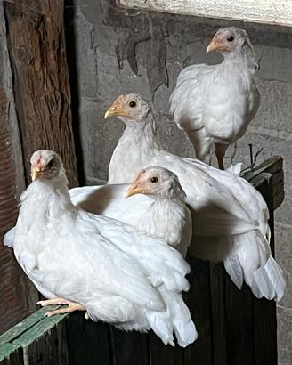 Galline e altro