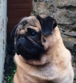 carlino 