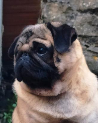 carlino 