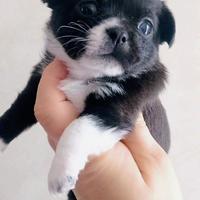 Chihuahua