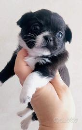 Chihuahua