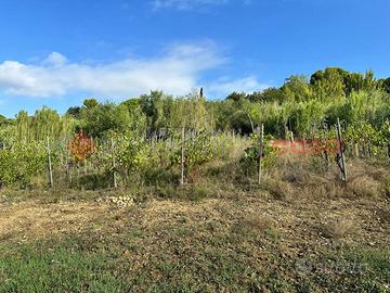 Terreno Agricolo Livorno [Rif. 428/BVCG]