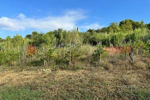 Terreno Agricolo Livorno [Rif. 428/BVCG]