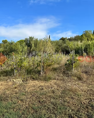 Terreno Agricolo Livorno [Rif. 428/BVCG]