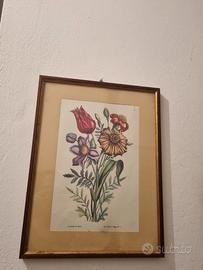 stampa d'epoca illustrata botanico floreale 