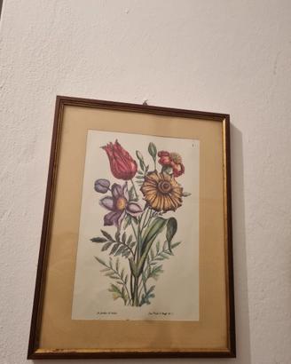 stampa d'epoca illustrata botanico floreale 