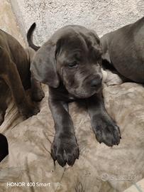 Cane corso