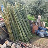 canne bambu