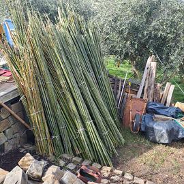 canne bambu