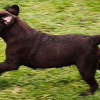 Cuccioli di labrador retriver puro chocolate