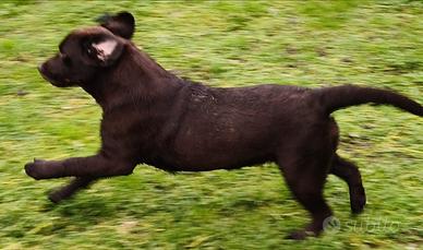 Cuccioli di labrador retriver puro chocolate