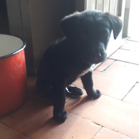 Per amante degli animali