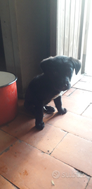 Per amante degli animali