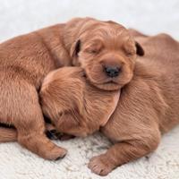 Cuccioli di golden retriever americano